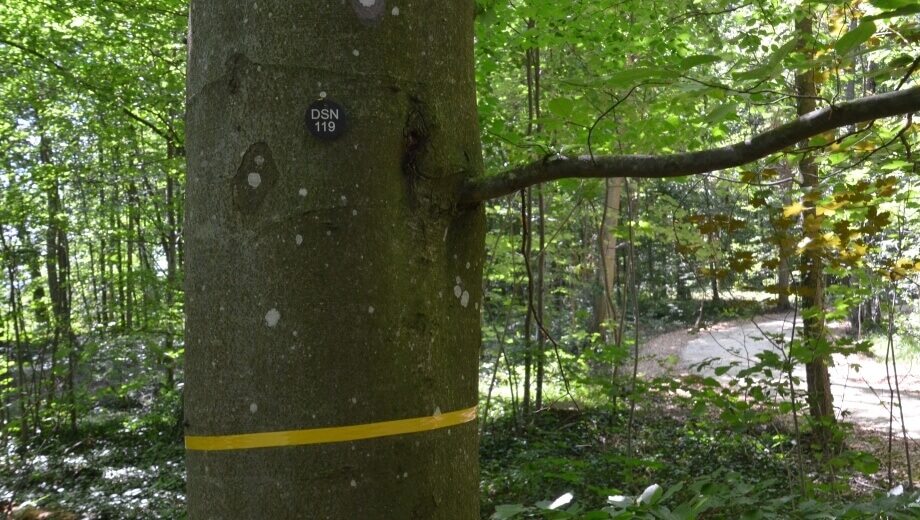 Alle Bestattungsbäume haben eine eindeutige Nummer - freie Bäume zusätzlich ein farbiges Band.