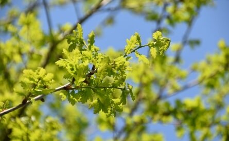 Eichenblätter im Frühling - Symbolbild