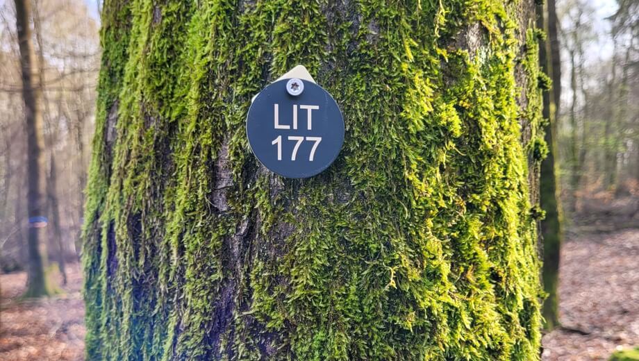 Die Bestattungsbäume sind mit dem Kürzel LIT gekennzeichnet und eingemessen.