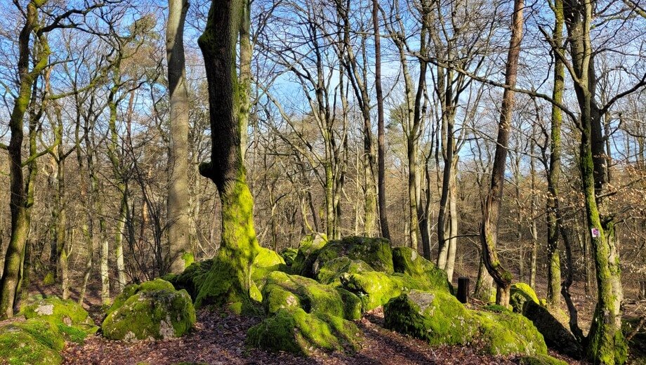 Die Felsen im FriedWald Litermont geben dem Wald viel Charakter.