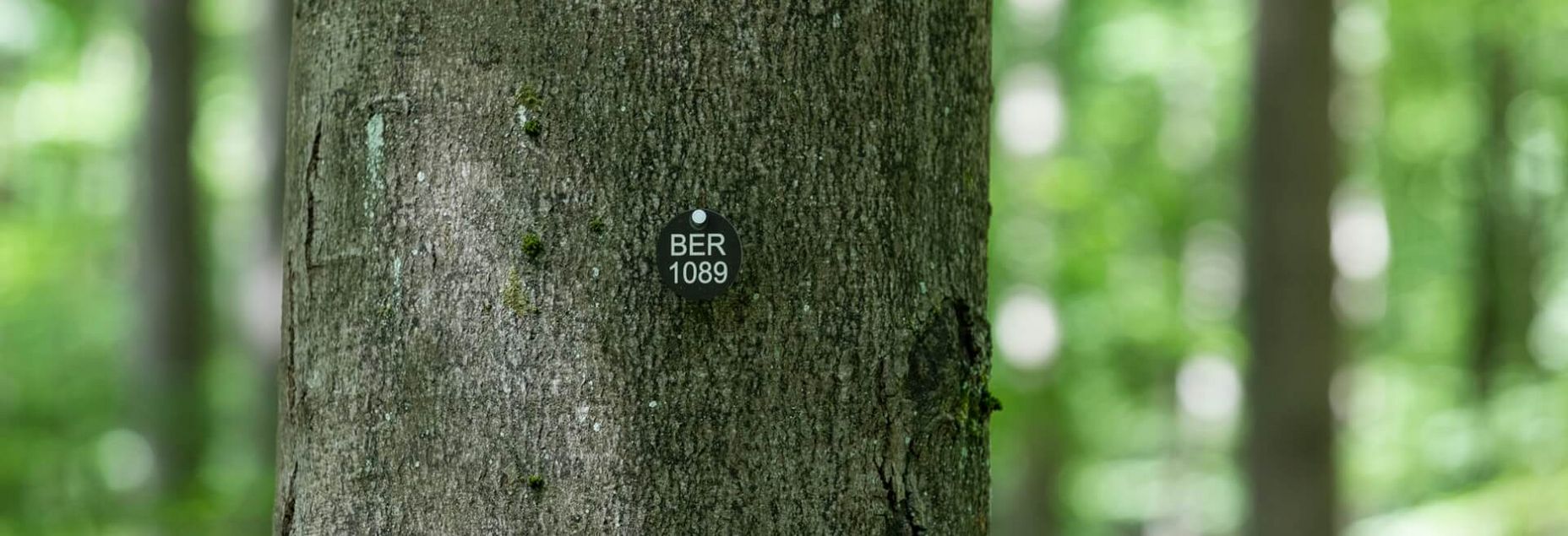 Baum BER 1089 - Plakette
