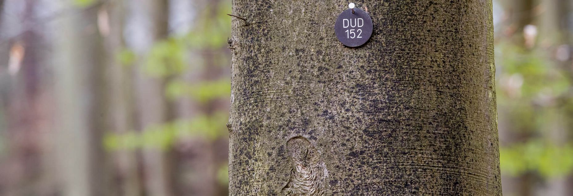 Baum DUD 152 - Plakette