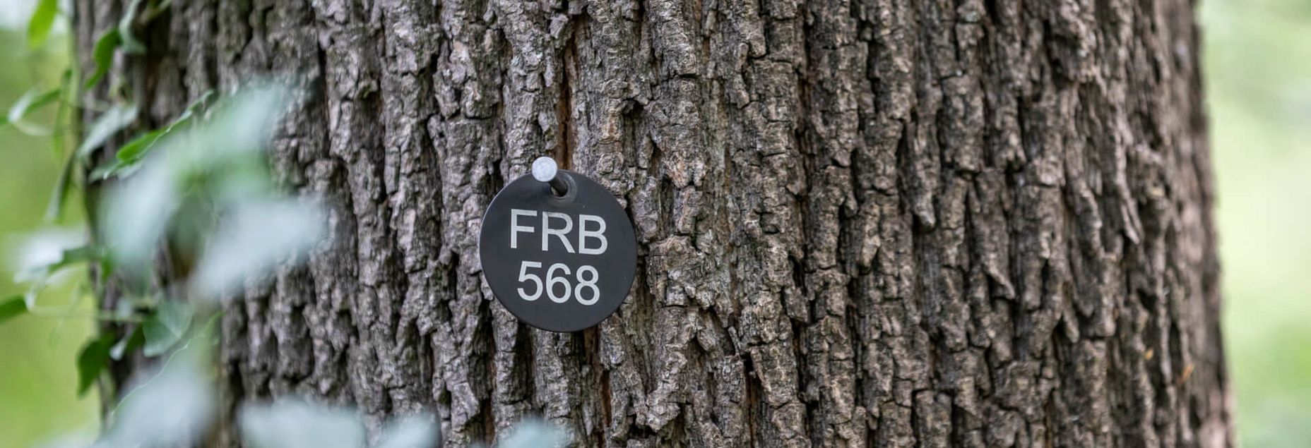 FRB 568 - Plakette