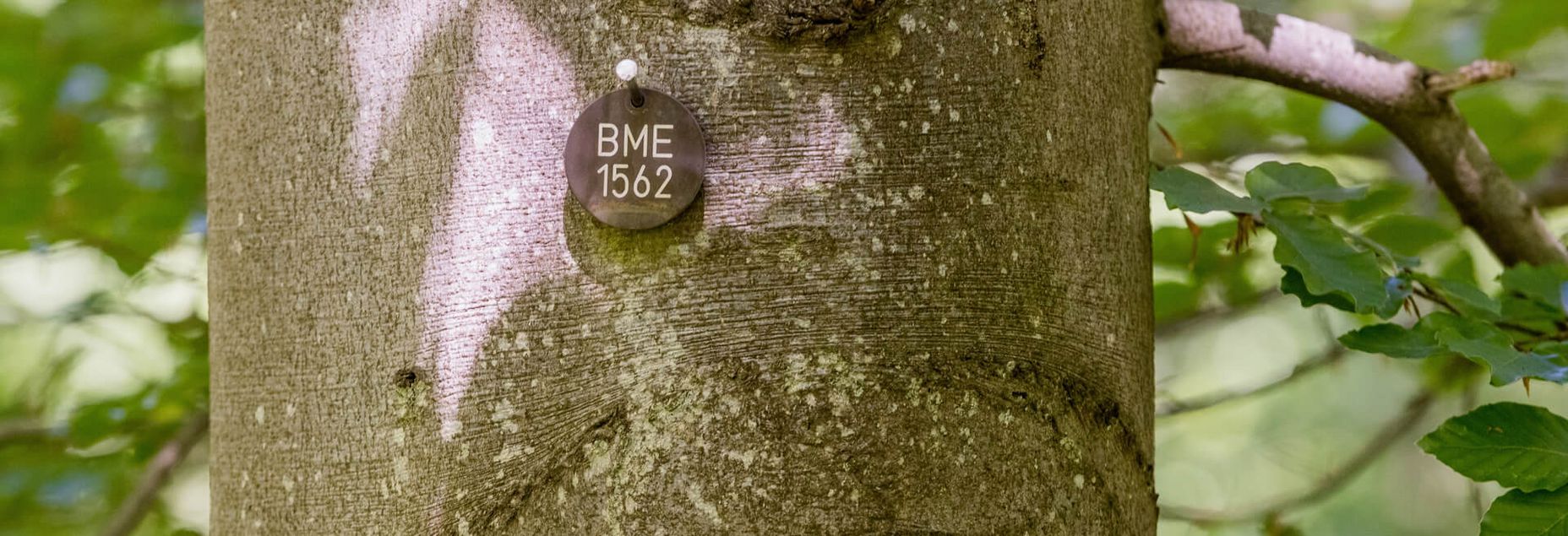 Baum BME 1562 - Plakette