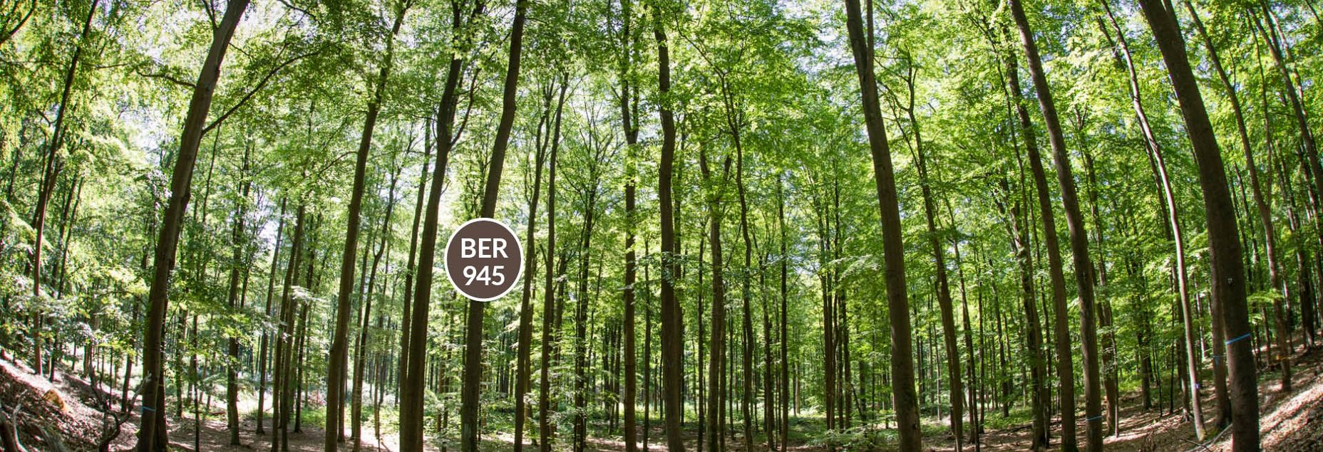 Baum BER 945 - Fisheyeperspektive