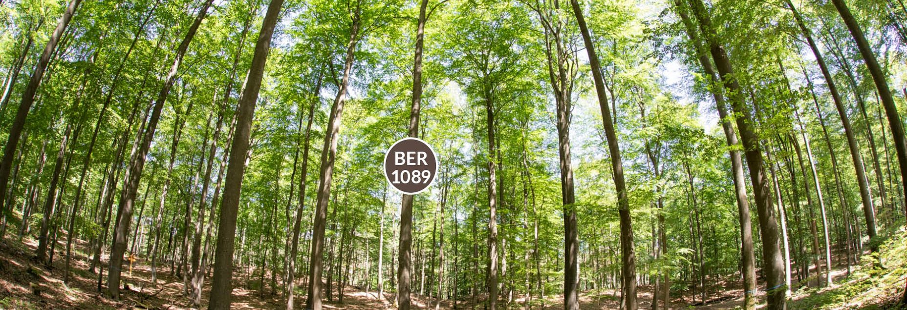 Baum BER 1089 - Fisheyeperspektive