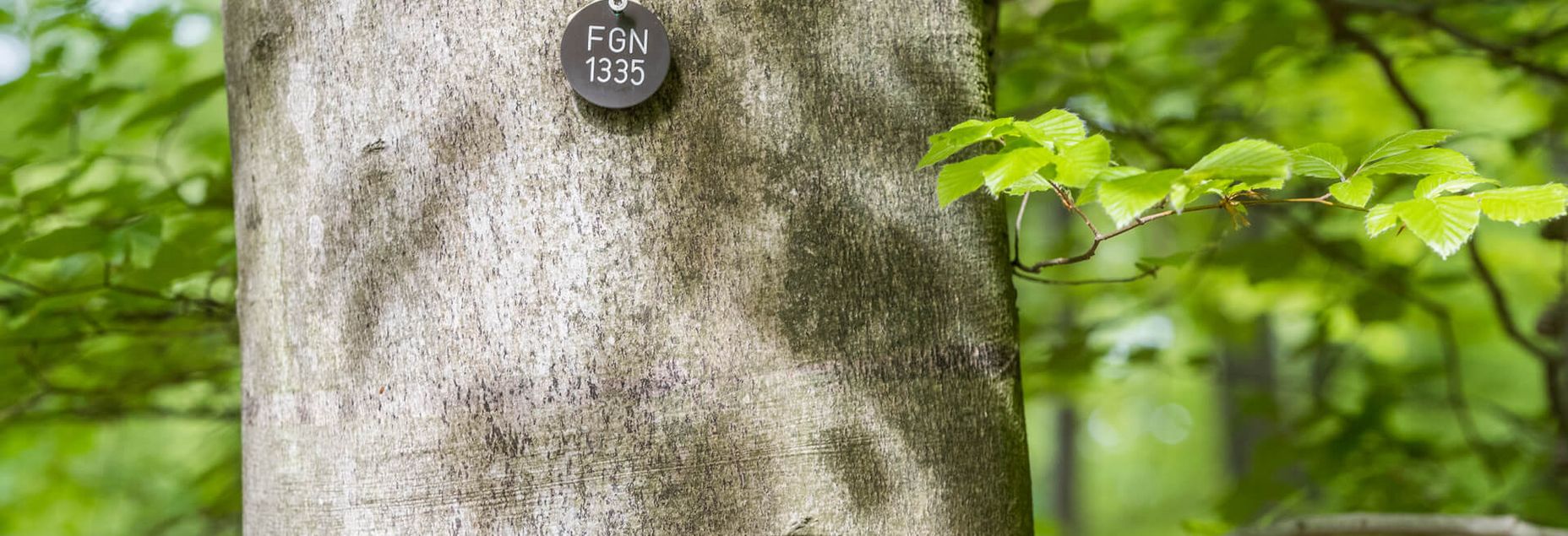 Baum FGN 1335 - Plakette