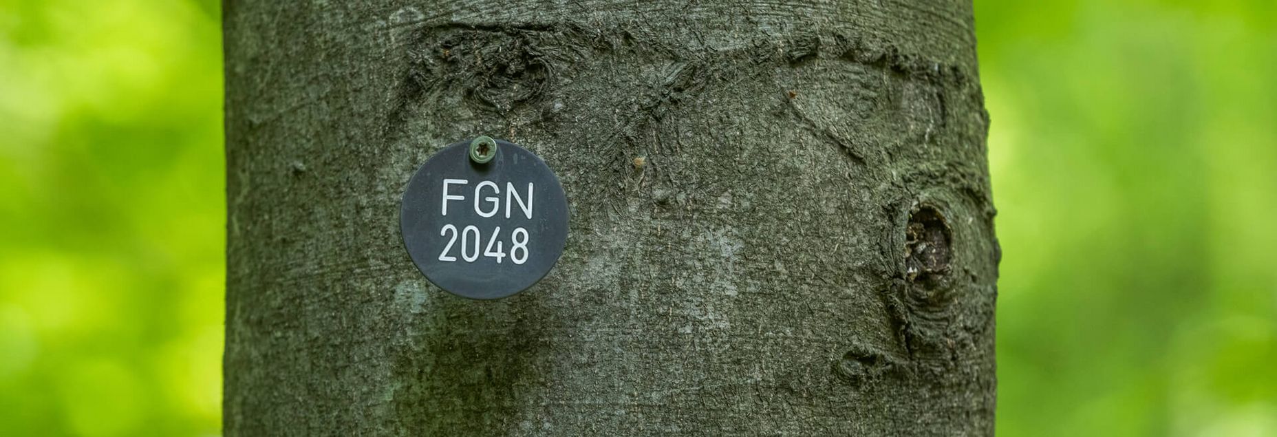 Baum FGN 2048 - Plakette