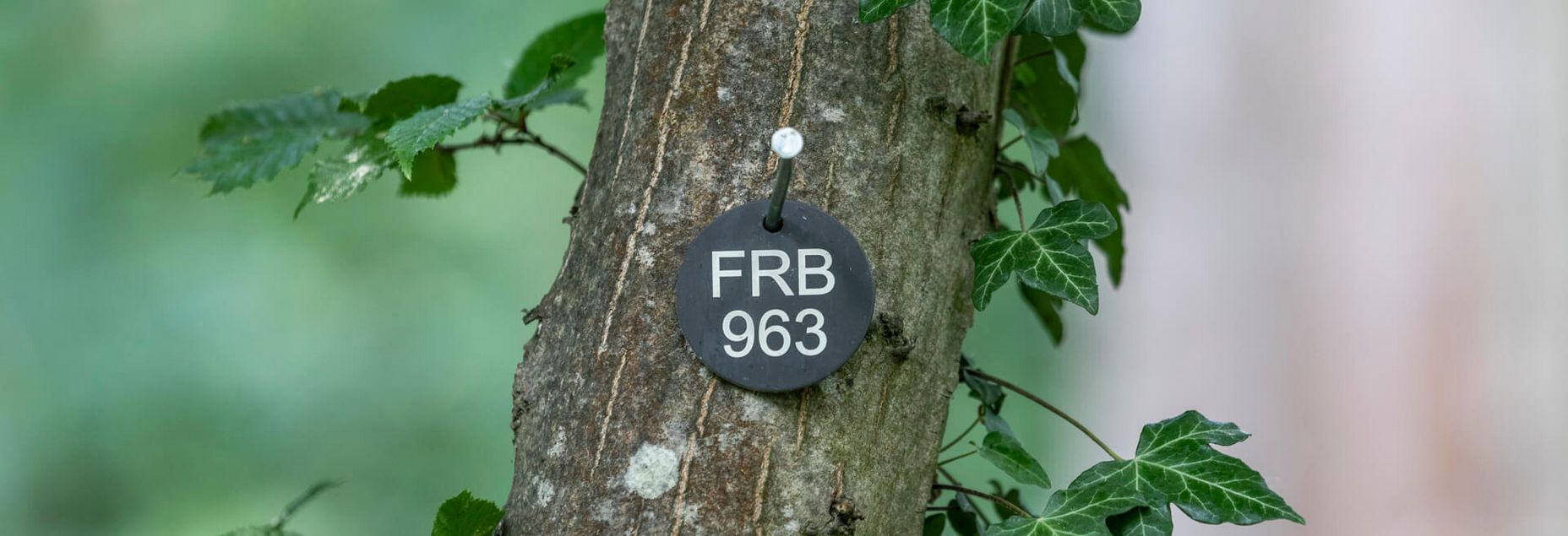 FRB 963 - plakette