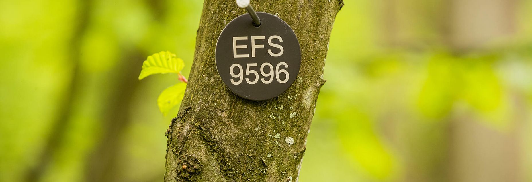 FriedWald-Onlineshop EFS 9596