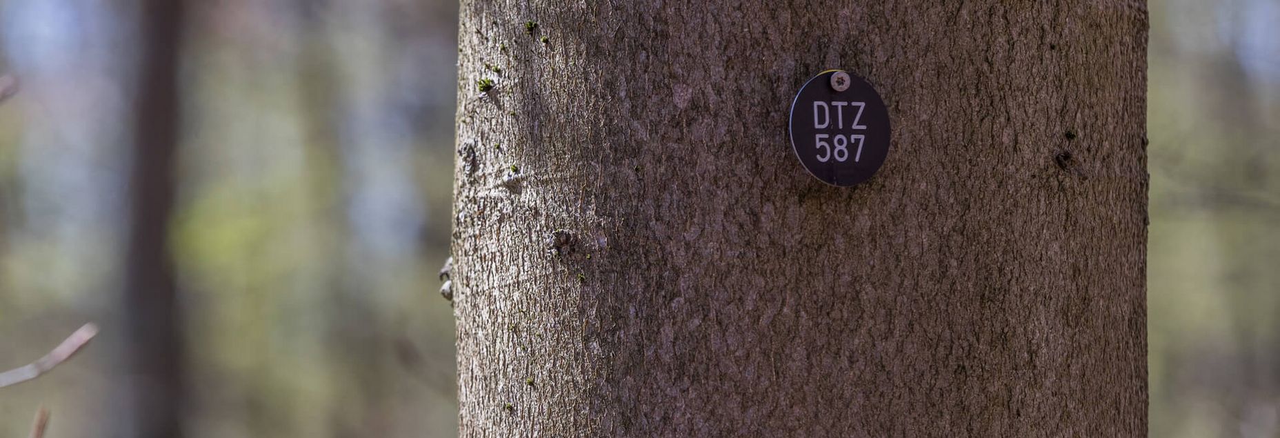 Baum DTZ 587 - Plakette