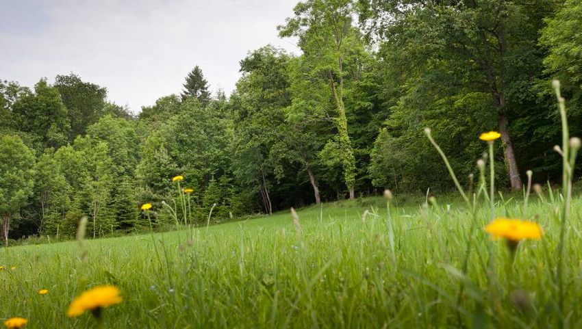 Ein Bestattungswald bewahrt das landschaftliche Gepräge durch ein auf 99 Jahre angelegtes Konzept.