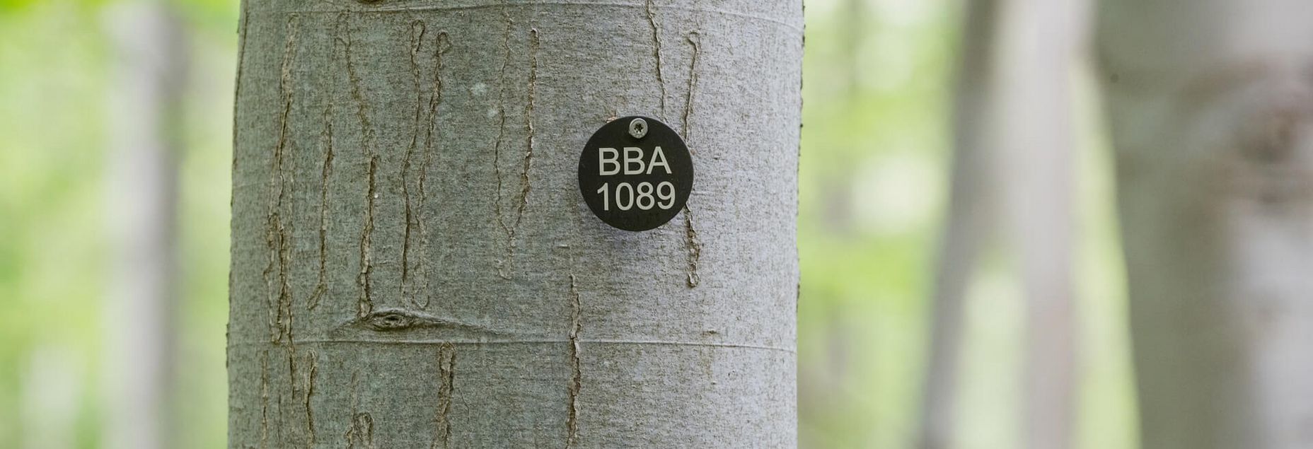 Baum BBA 1089 - Plakette