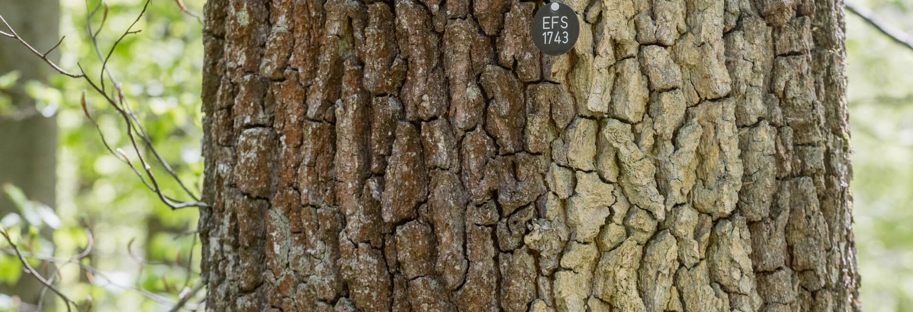 Baum EFS 1743 - Plakette