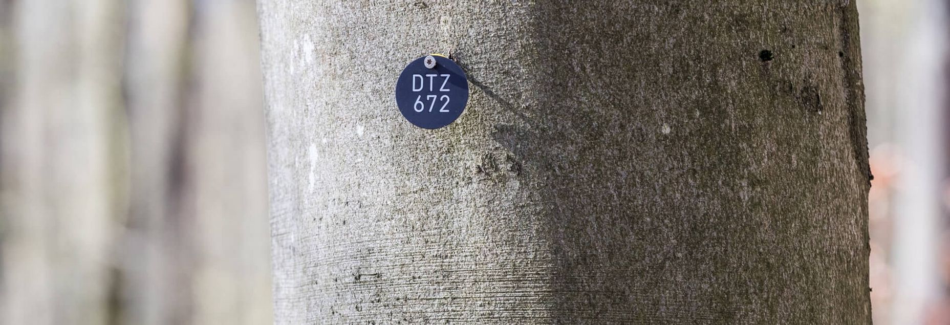 Baum DTZ 672 - Plakette Baumnummer