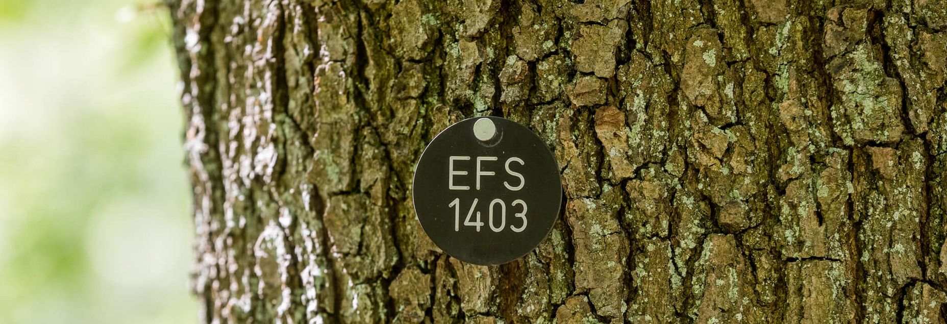 Baum EFS 1403 - Plakette