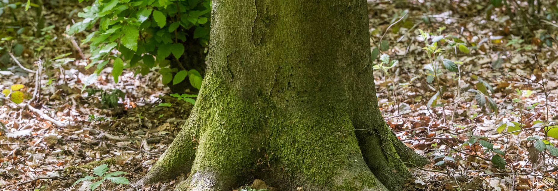 Baum FGN 1142 - Wurzelansicht