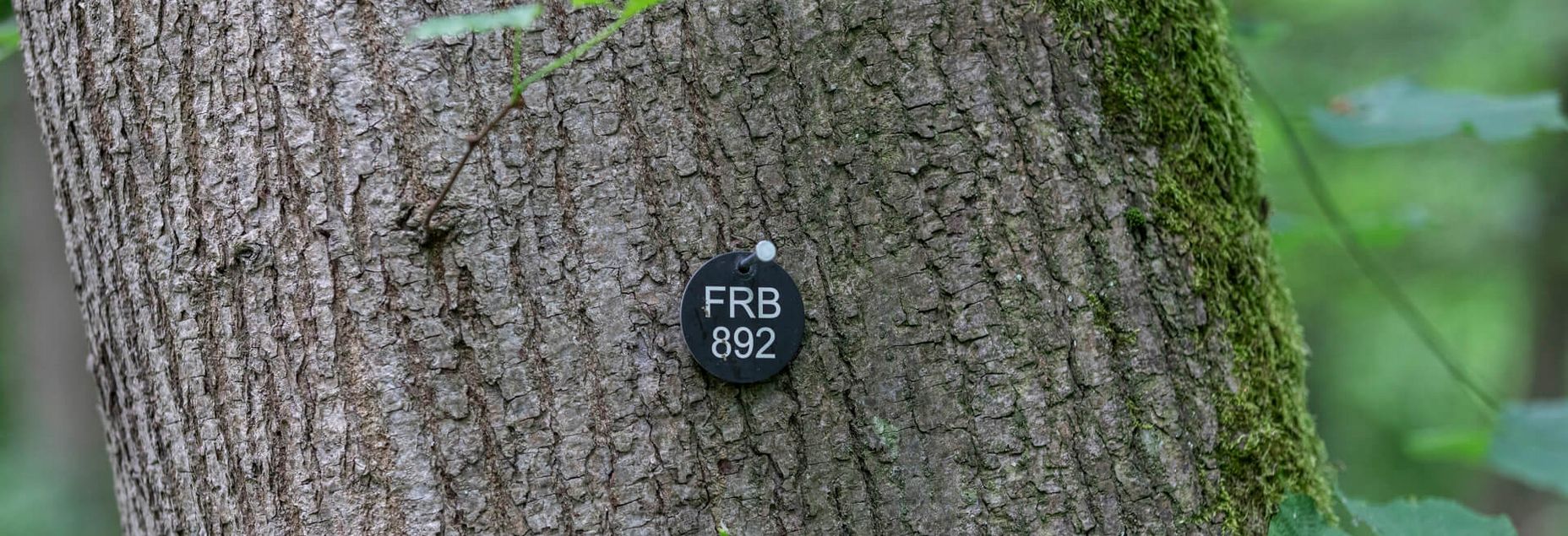FRB 892 - Plakette