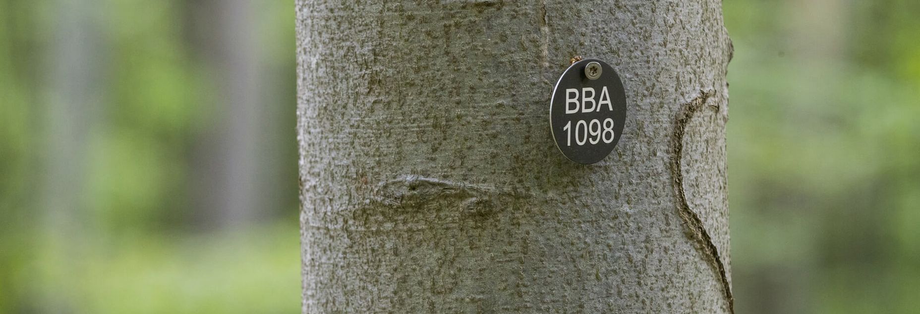 Baum BBA 1098 - Plakette
