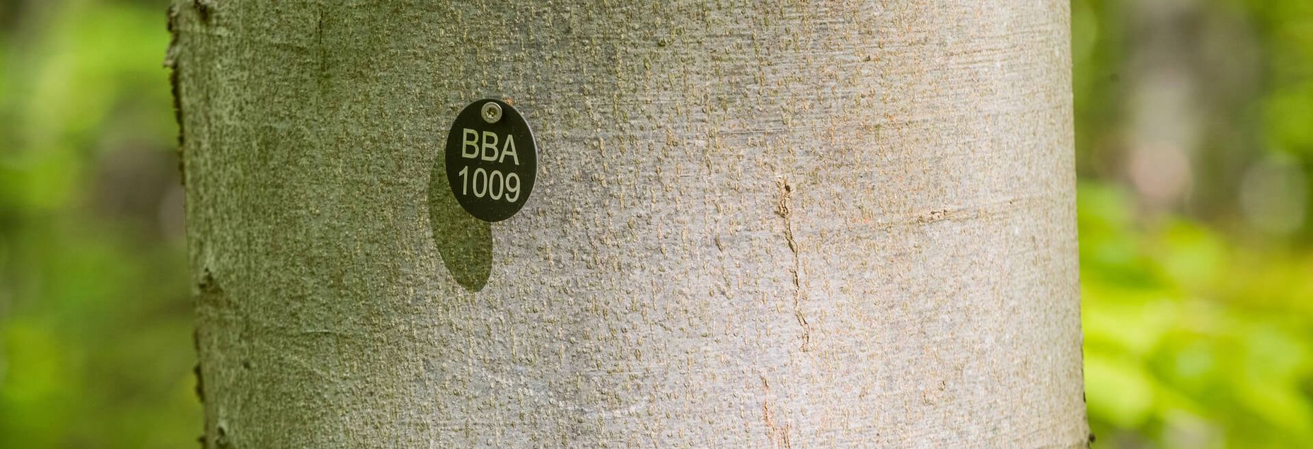 Baum BBA 1009 - Plakette