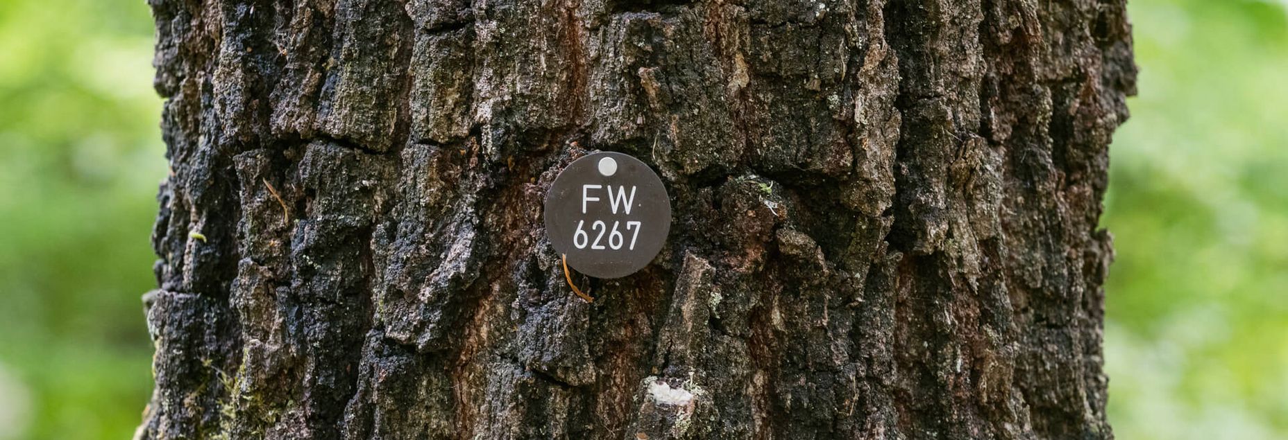 Baum FW 6267 - Plakette