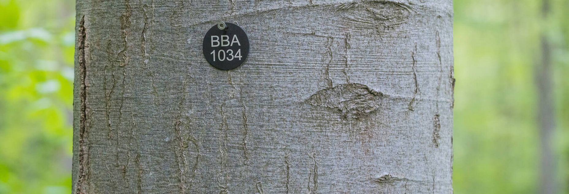 Baum BBA 1034 - Plakette