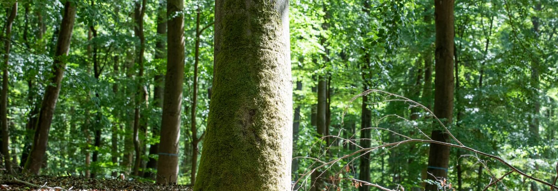 Baum BER 1016 - Nahaufnahme
