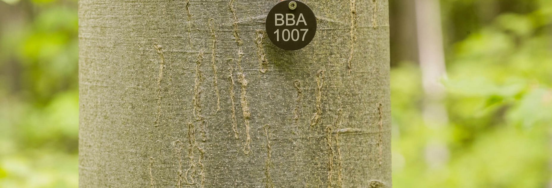 Baum BBA 1007 - Plakette