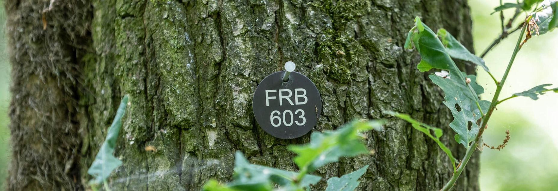 FRB 603 - Plakette