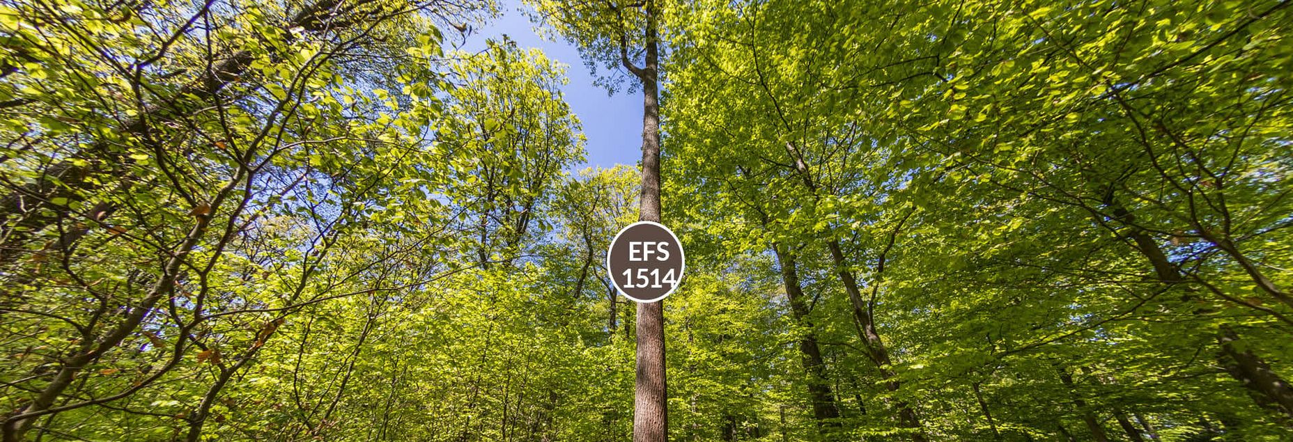 Baum EFS 1514 - Fisheyeperspektive