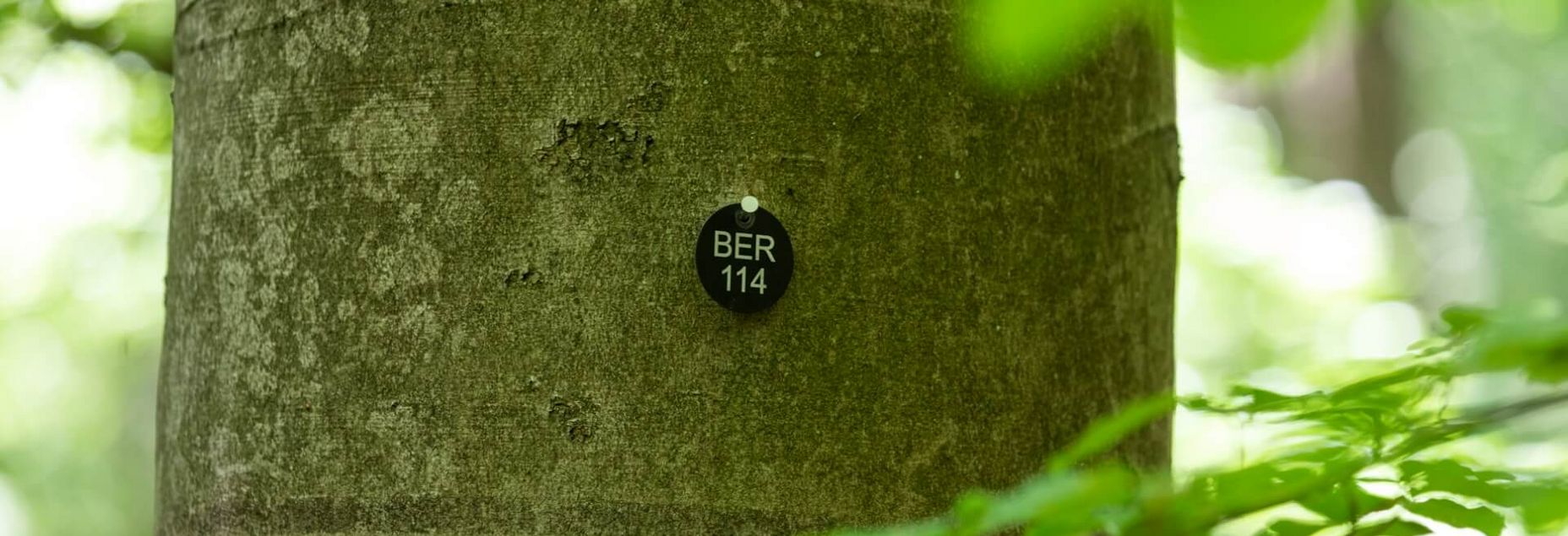 Baum BER 114 - Plakette