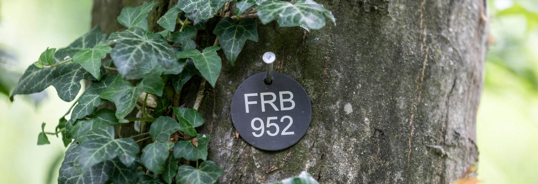 FRB 952 - Plakette