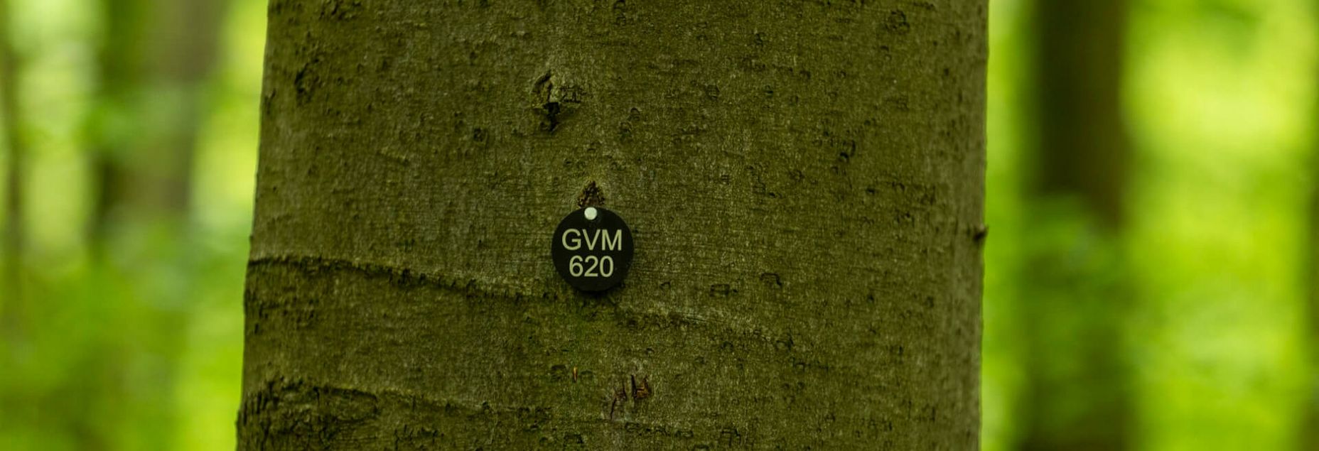 Baum GVM 620 - Plakette
