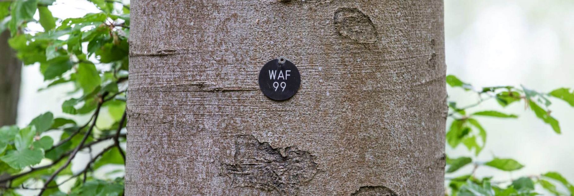 FriedWald-Onlineshop WAF 99