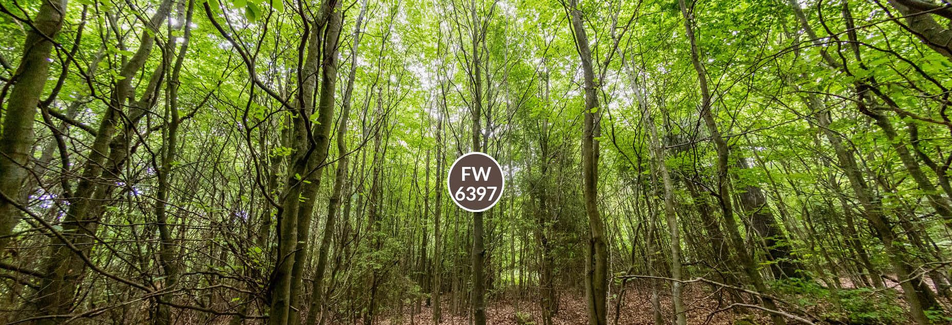 Baum FW 6397 - Fisheyeperspektive