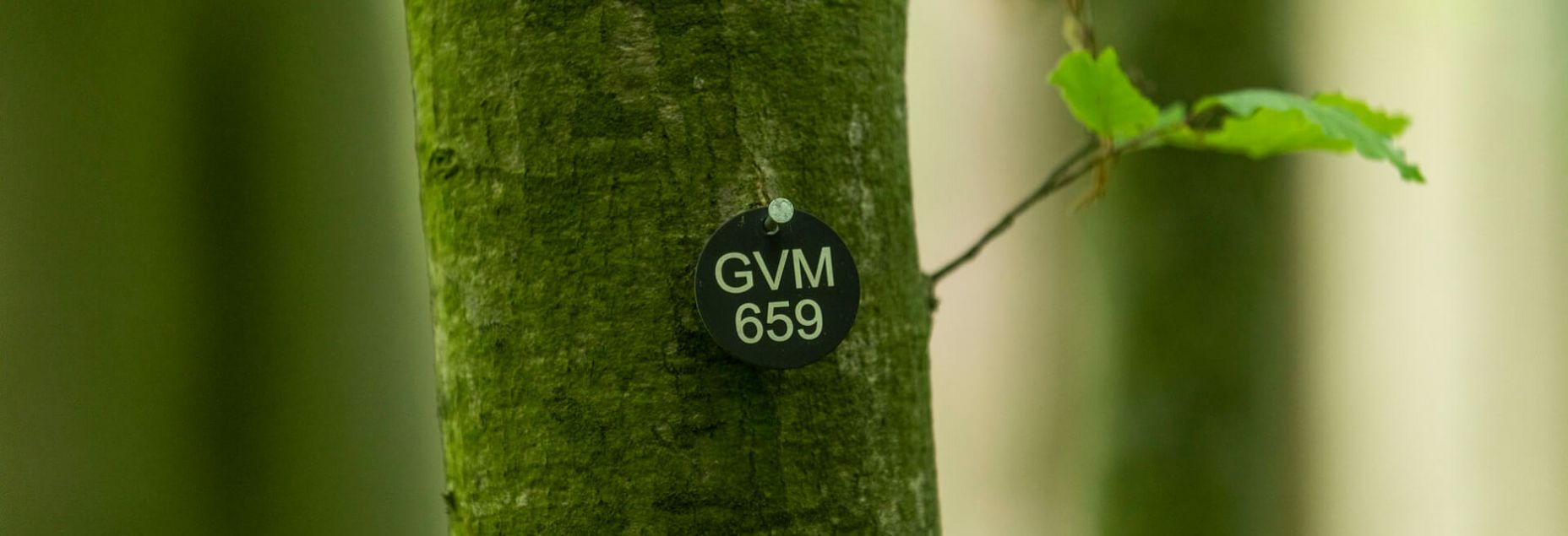 Baum GVM 659 - Plakette