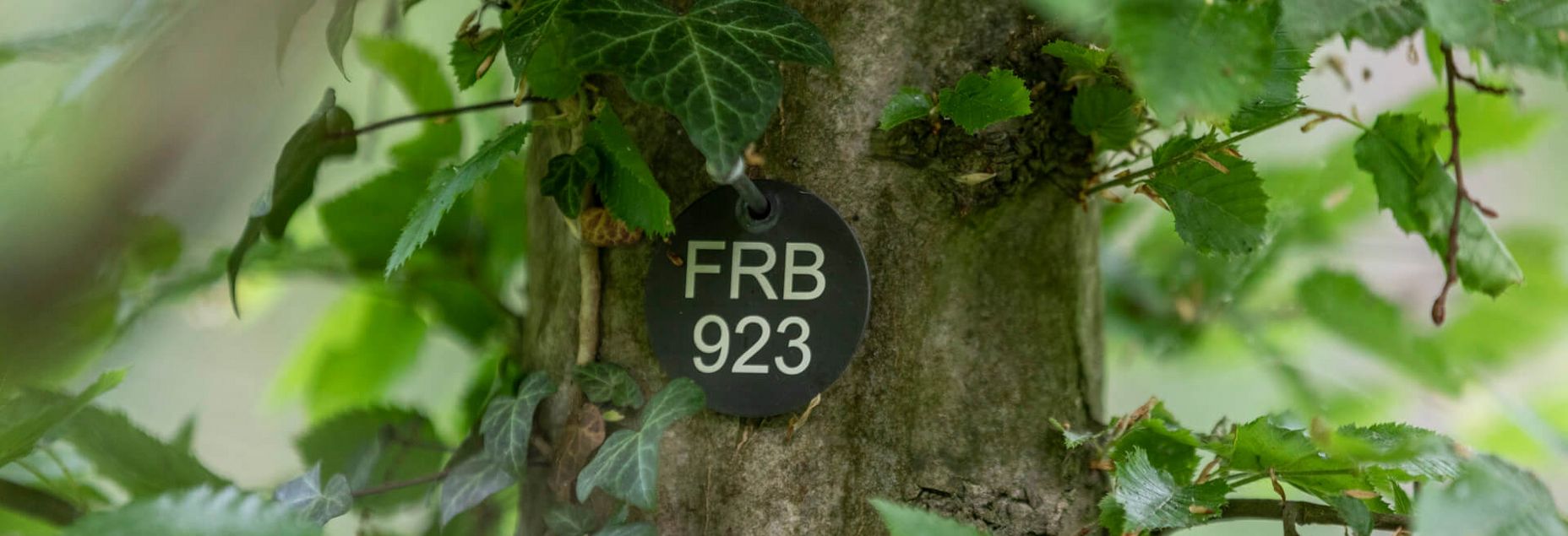 FRB 923 - Plakette