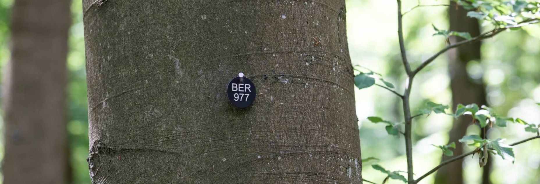 Baum BER 977 - Plakette