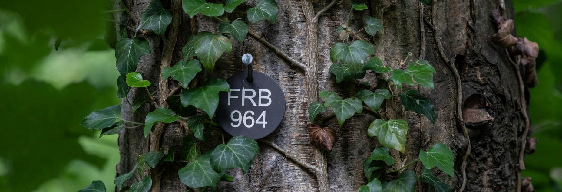 FRB 964 - Plakette