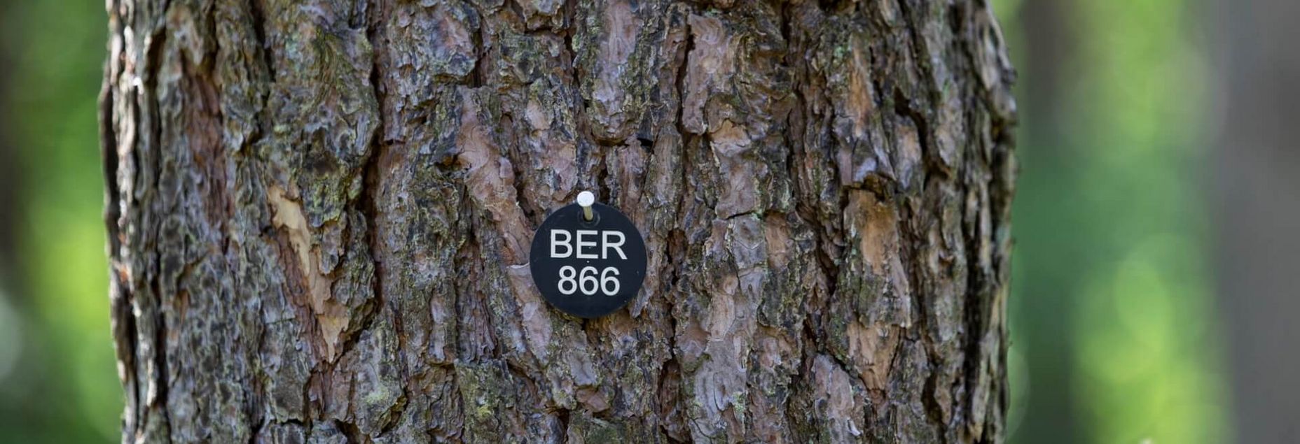 Baum BER 866 - Plakette
