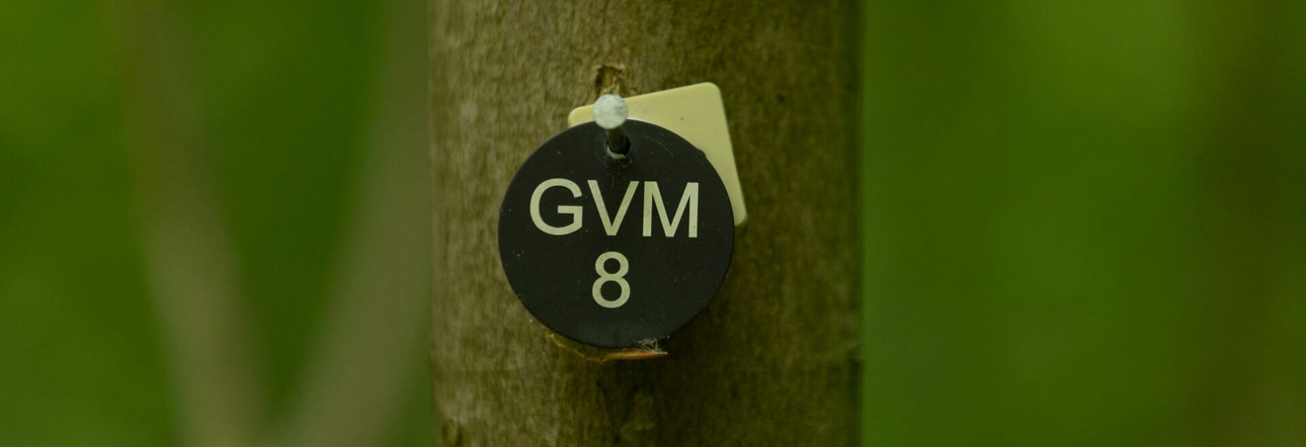 Baum GVM 8 - Plakette