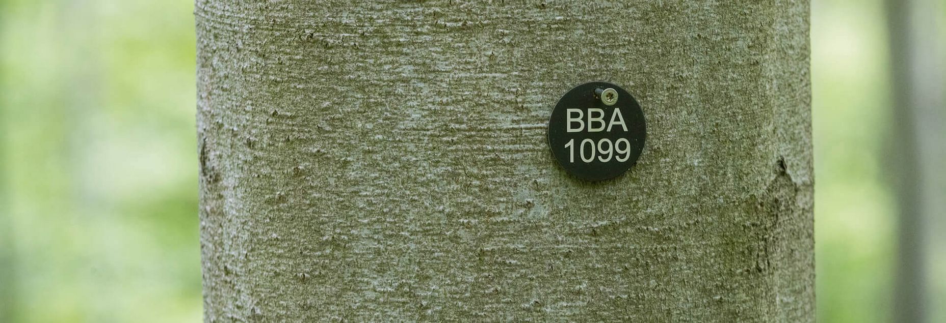 Baum BBA 1099 - Plakette