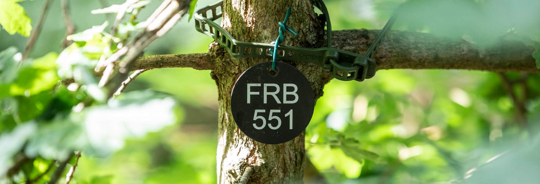 FRB 551 - Plakette