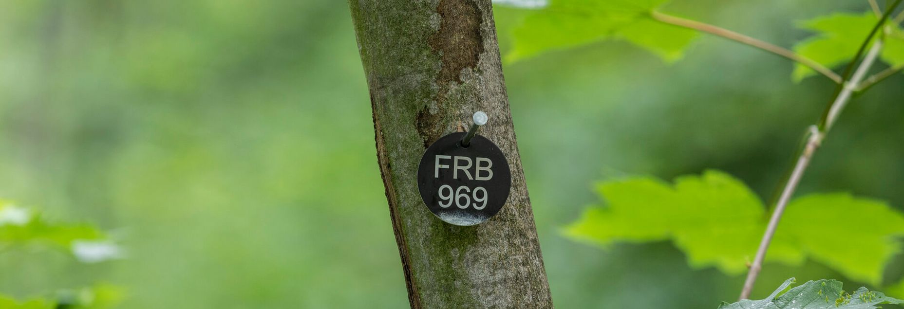 FRB 969 - Plakette