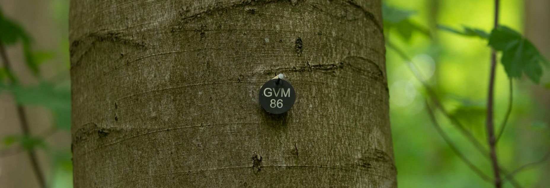 Baum GVM 86 - Plakette