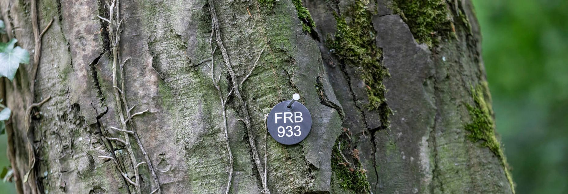 FRB 933 - Plakette