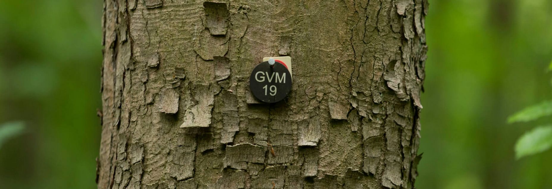 Baum GVM 19 - Plakette