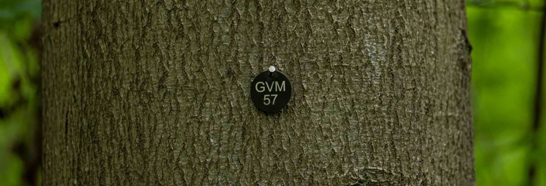 Baum GVM 57 - Plakette