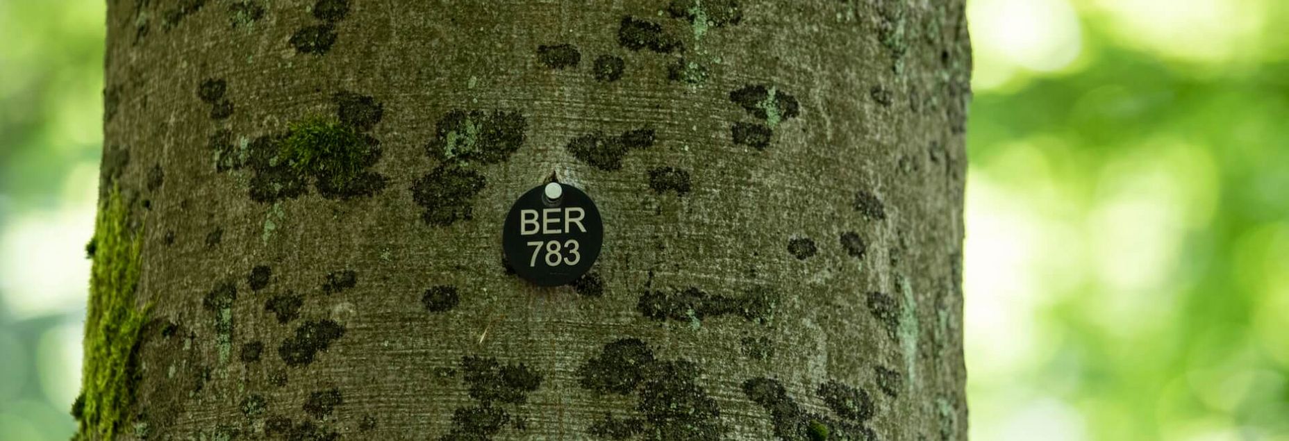 Baum BER 783 - Plakette