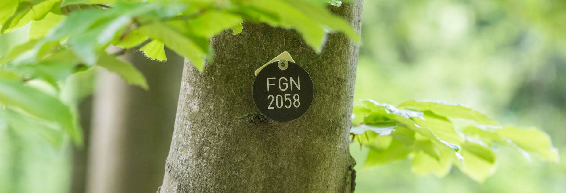 Baum FGN 2058 - Plakette